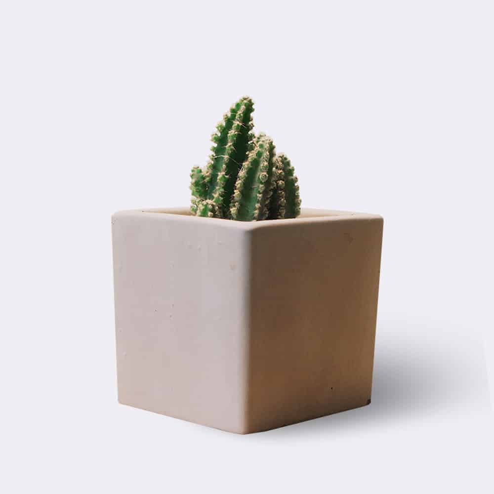 Accueil Cactus2 Free Img