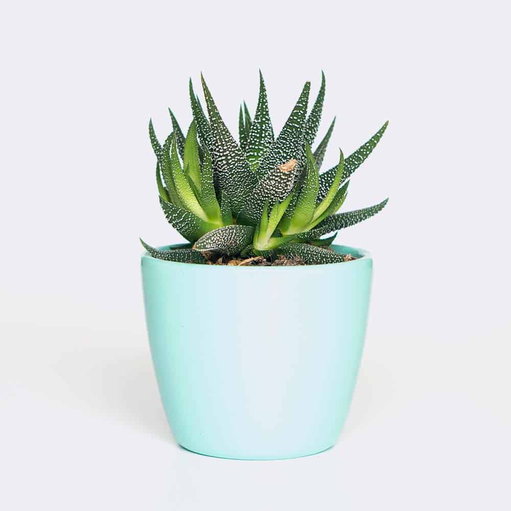 Accueil Plant6 Free Img